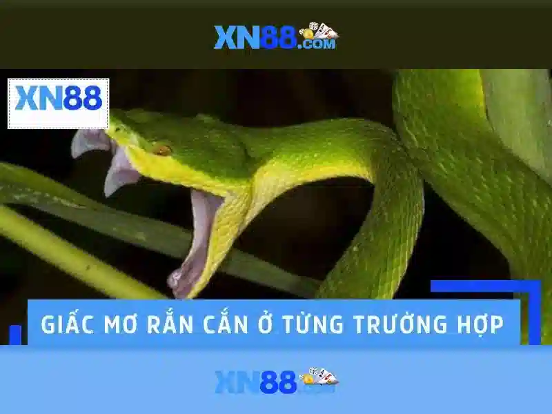  cá cược - XN88
