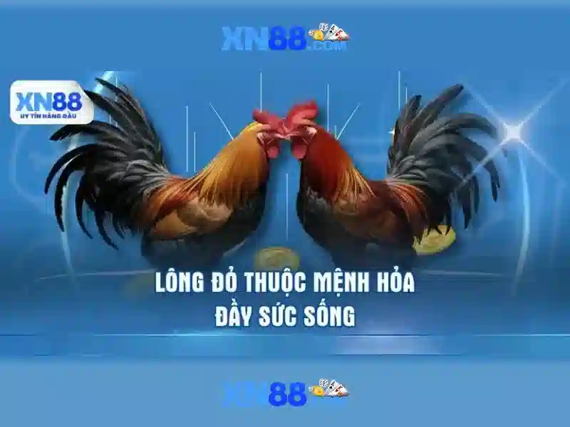💎ti le ca cuoc 2in 1💎