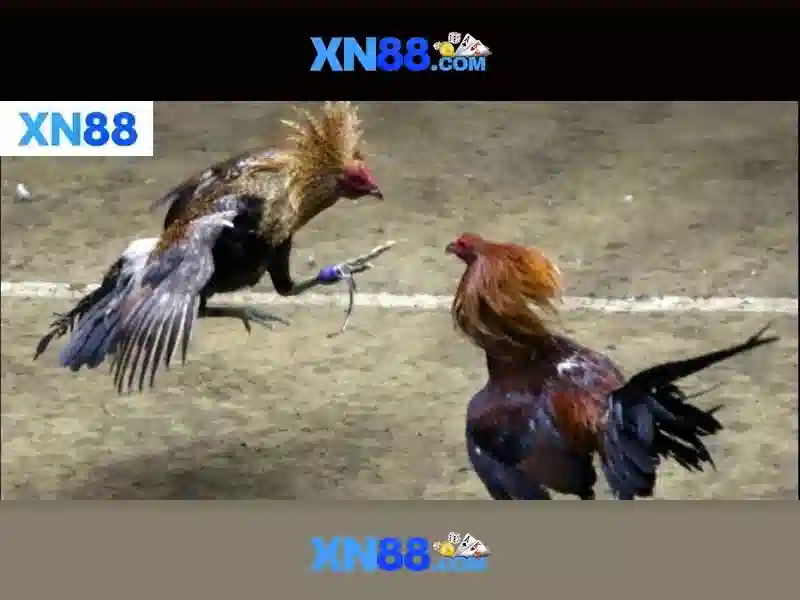 💎hb88 free 100 bonus registration no deposit philippines💎