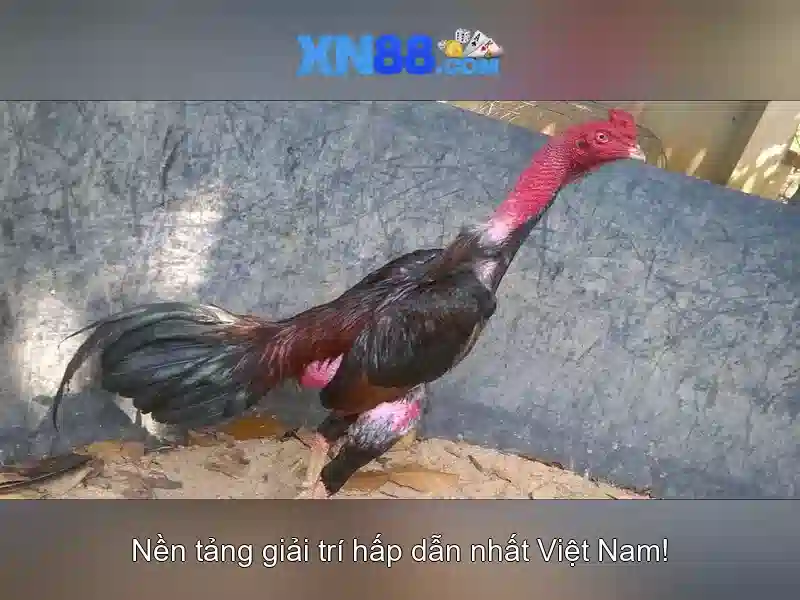 💎nhà cái uy tín nhacaiuytinvip.net💎