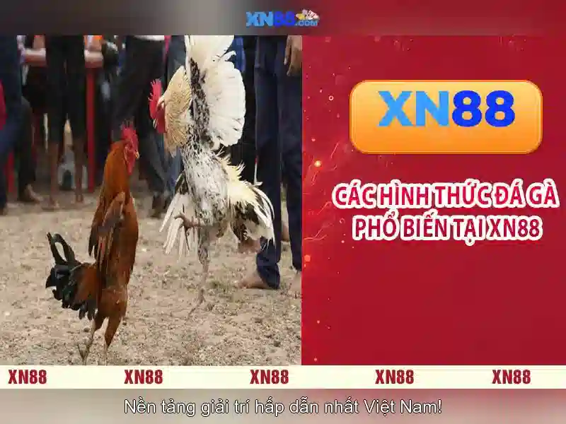 💎top 6 nhà cái uy tín💎