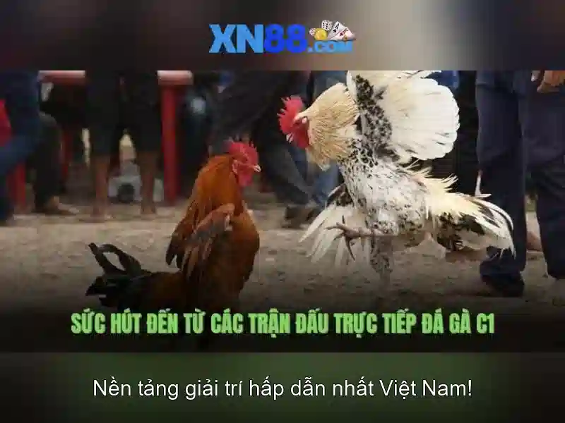 💎nhà cái 8xbet 2024💎