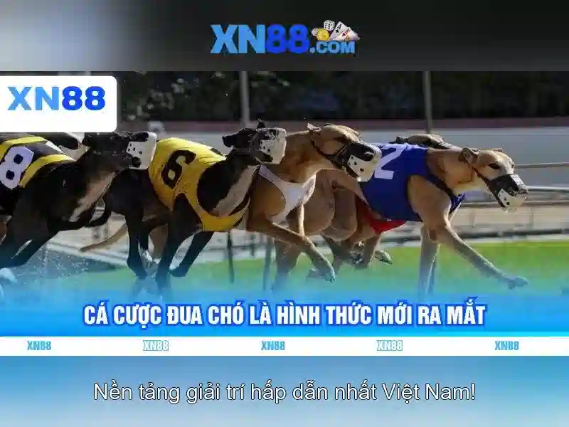 💎ceo nha cái💎
